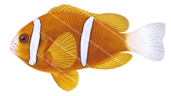 Barrier Reef Anemonefish