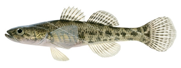 Scientific illustration of the Flathead Gudgeon on white background, side view, in colour.
