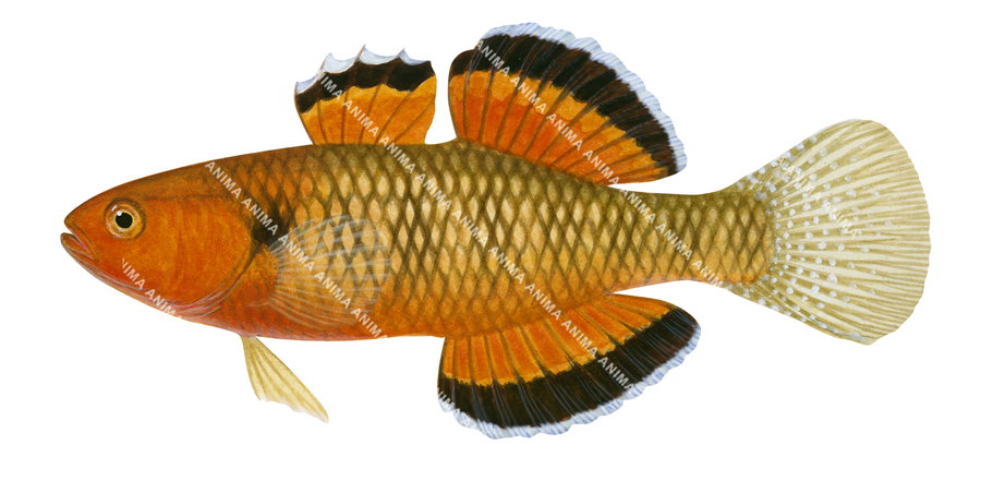A Lateral view illustration of the Empire Gudgeon on white background, side view with a predominantly orange colour