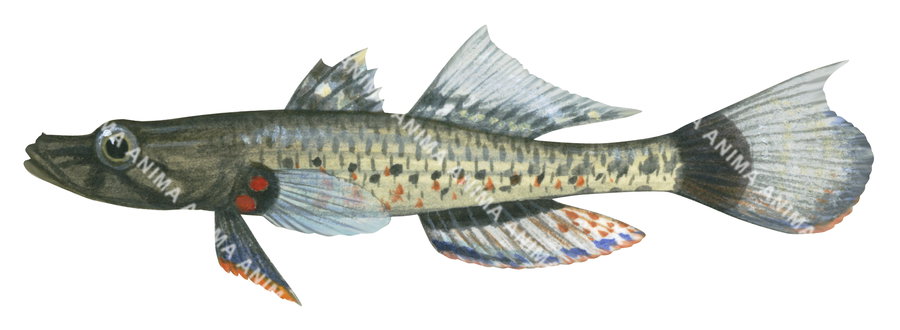 A fish illustration on white background of the Olive Flathead Gudgeon,side view, in colour.