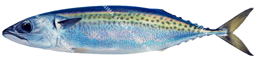 A illustration of a Blue Mackerel fish with a predominantly blue and green coloration.Illustrated on white background and lateral view.
