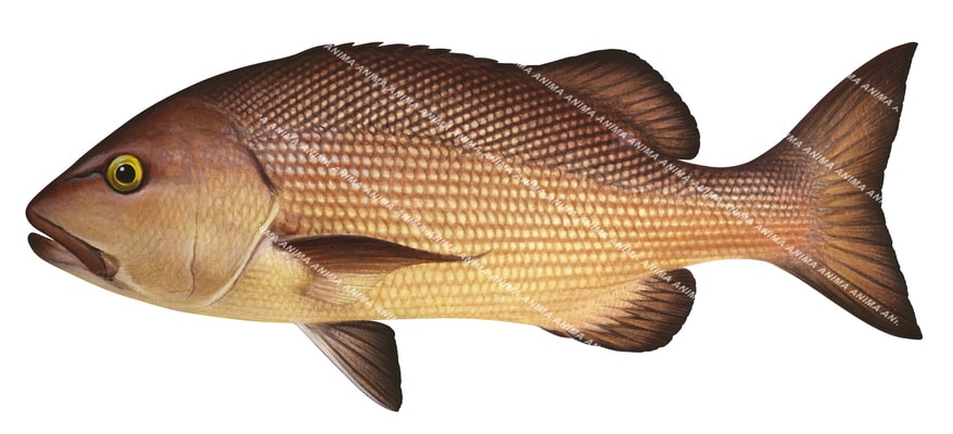 Red Bass-3