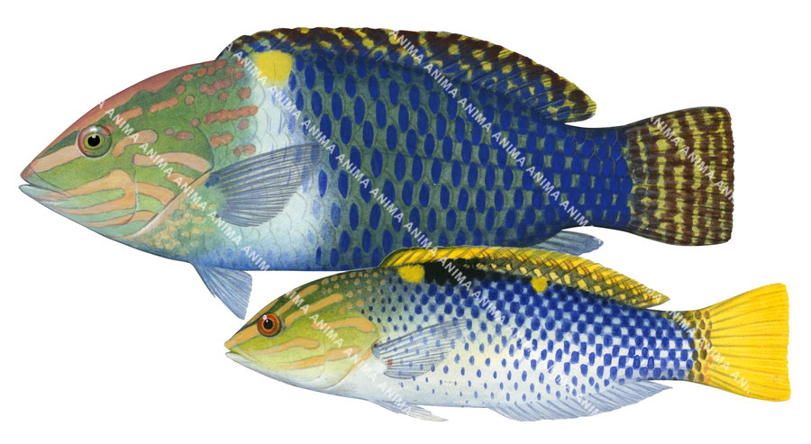 Checkerboard Wrasse-3,Male and Female