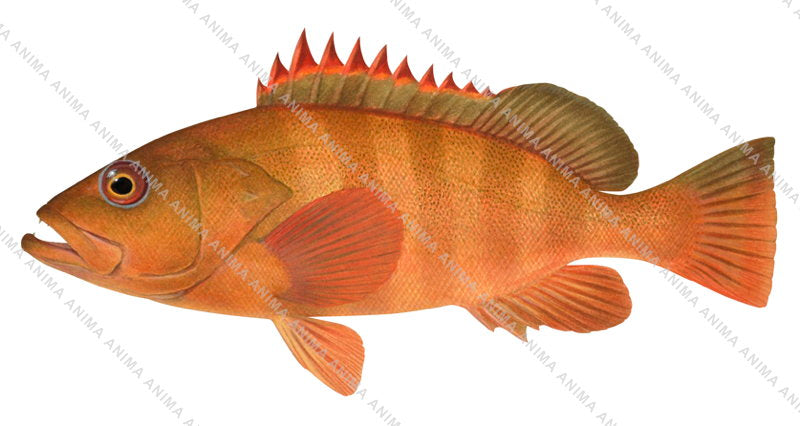 Redtip Rockcod