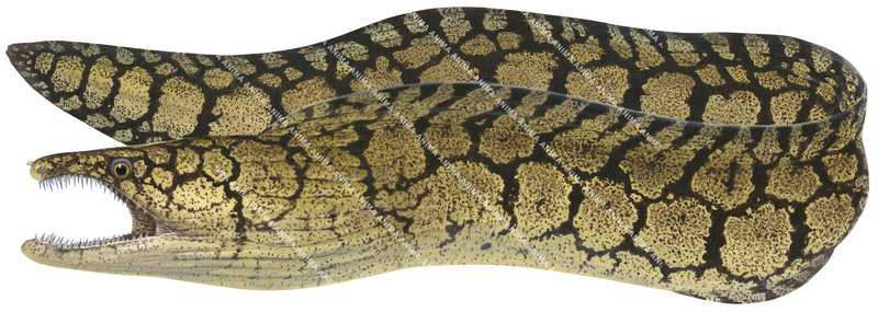 accurate illustration of swimming Mosaic Moray,Enchelycore ramosa on white background and clipping path.