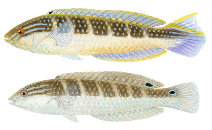 Painting by Roger Swainston of the Bluethroat Wrasse male and female