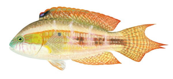 Painting of a Little Maori Wrasse by Roger Swainston