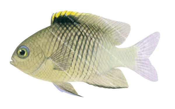 Pacific Gregory Juvenile