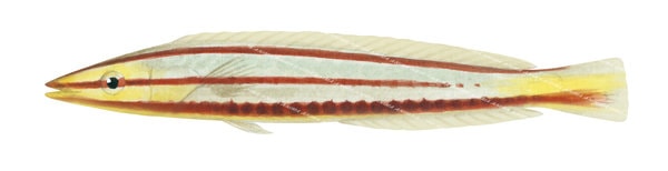 Pastel Slender Wrasse, Juvenile