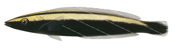 Ringed Slender Wrasse, Juvenile