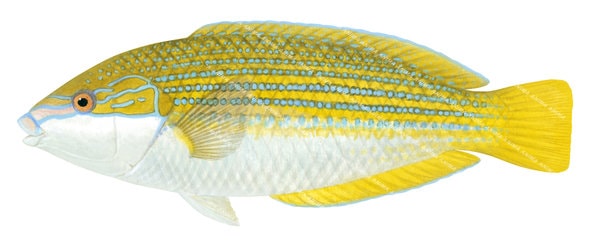 Elegant Wrasse-2, Female