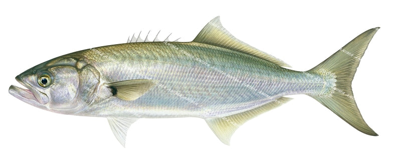 Accurate Marine illustration of the Tailor-5,Pomatomus saltatrix