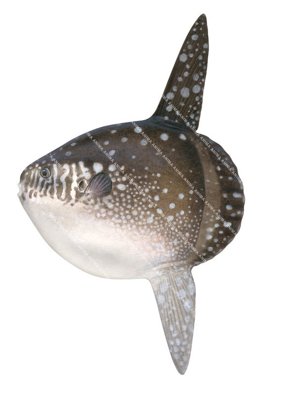 An illustration of the juvenile Bumphead Sunfish,Mola alexandrini, white background, side view with its two very long fins.