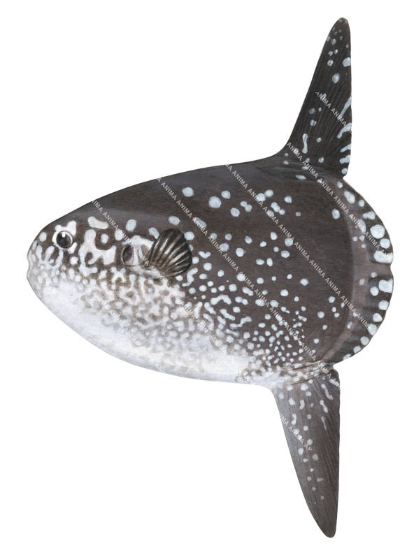 An illustration of a juvenile Hoodwinker Sunfish,Mola tecta with a white brown patterned body and two large dorsaland ventral fins.