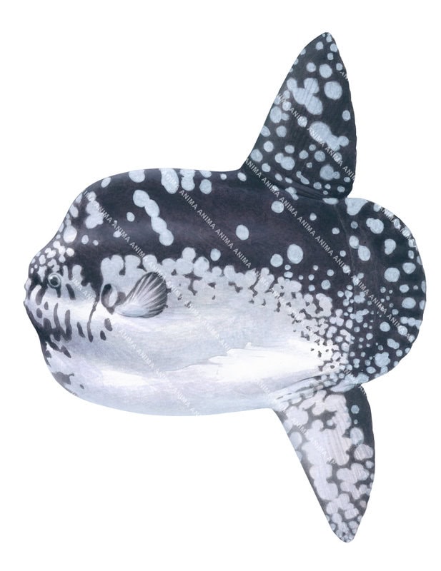 Scientific fish illustration, white background and clipping path of the Bumphead Sunfish,Mola alexandrini.