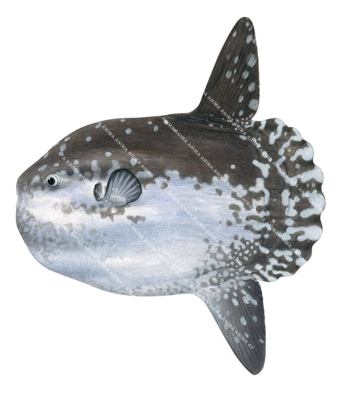 Realistic illustration of the Ocean Sunfish, Mola mola on white background, side view, it has brown, white colouring.