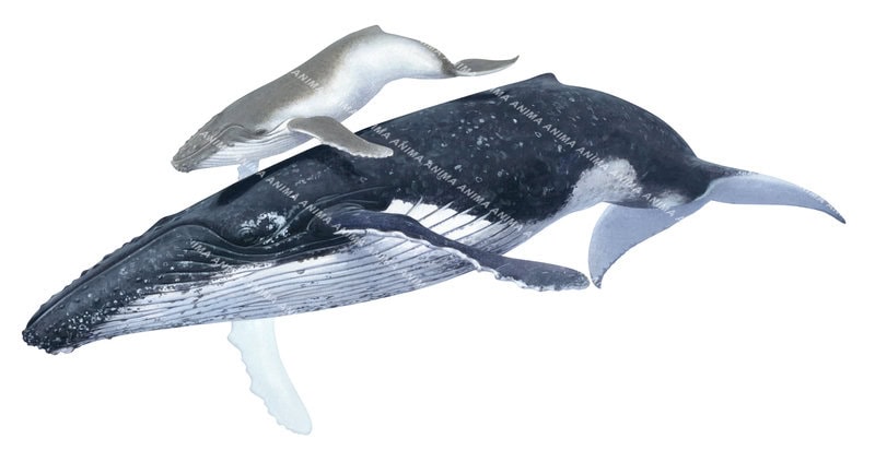 Humpback Whale and calf