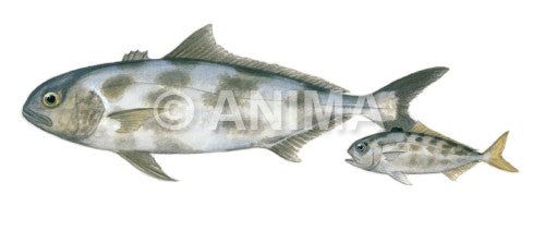 Blackbanded Amberjack and Juvenile