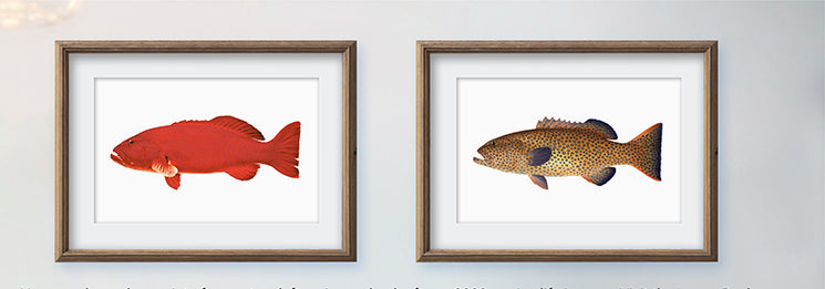 Passionfruit Coral Trout-Print