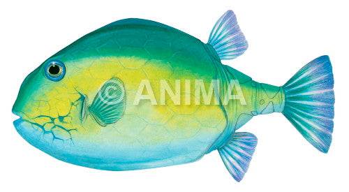 Eastern Smooth Boxfish,Male