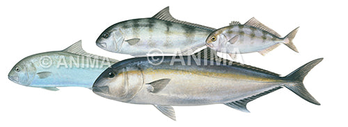 Samsonfish,Adult variation in colour and Juvenile