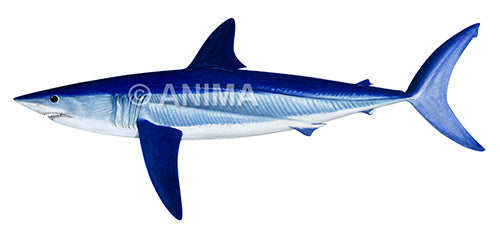 Scientific illustration of the illustration of the Shortfin Mako-3 on white background.
