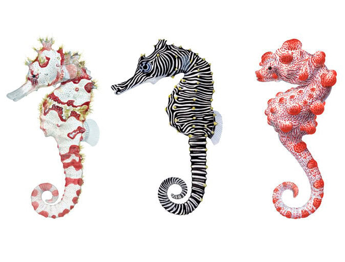 Three decorative Australian seahorses with different patterns on a white background.