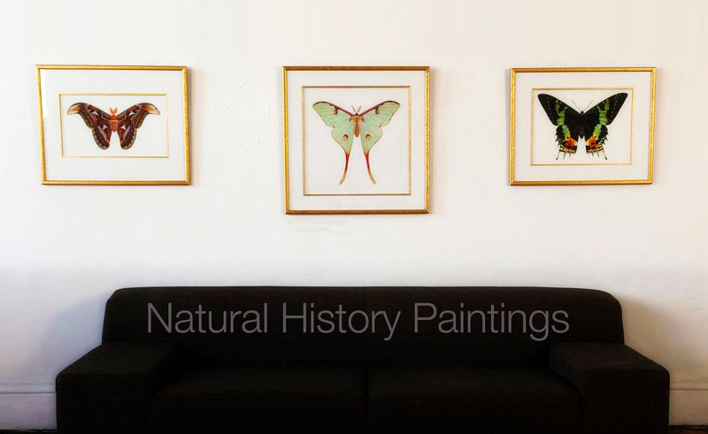 African Moon Moth-Print