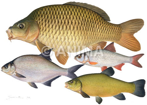 Four species Collage Carpes,Breme,Tanche,Gardon