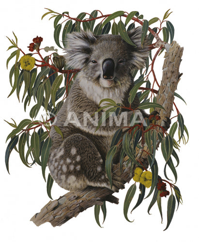 Koala in Gumtree