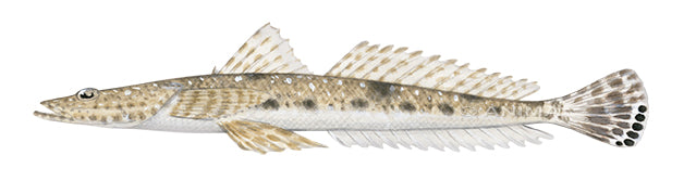 Southern Bluespotted Flathead,Side view