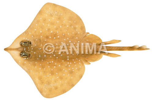 Whitespotted Skate