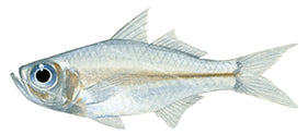Vachell's Glassfish