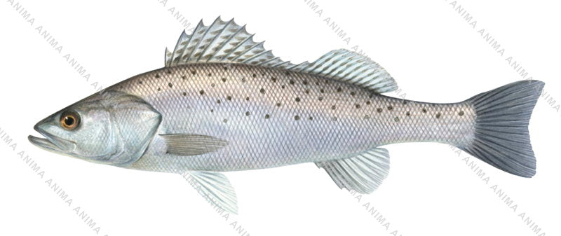 Realistic accurate illustration by R.Swainston of the Japanese Seaperch, Lateolabrax japonicus