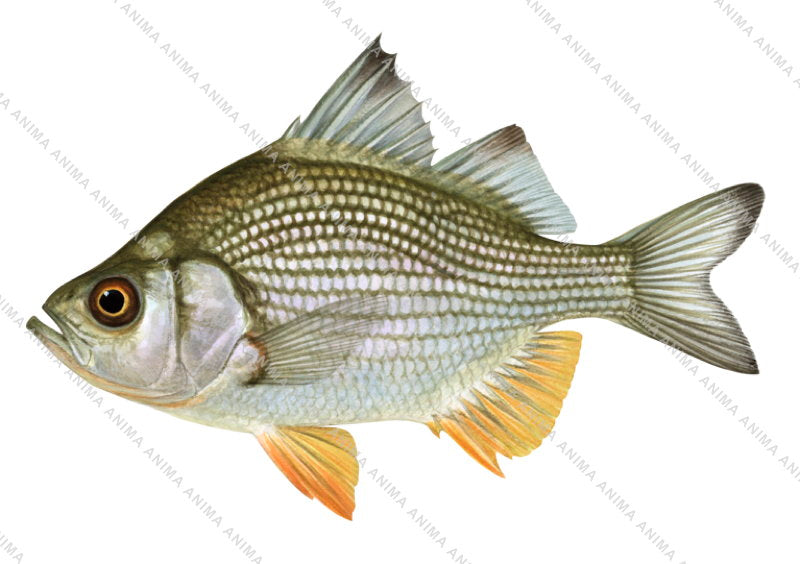 High Res scientific illustration of the Giant Glassfish,Parambassis gulliveri