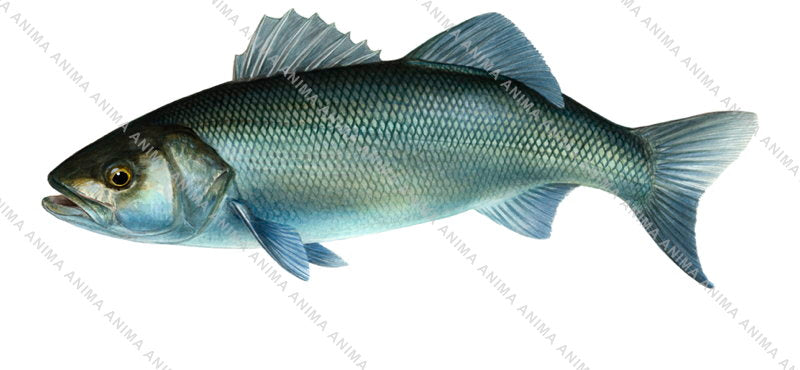 Sea Bass/Bar, Swimming