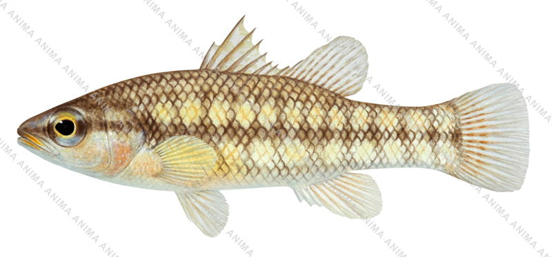 Balston's Pygmy Perch