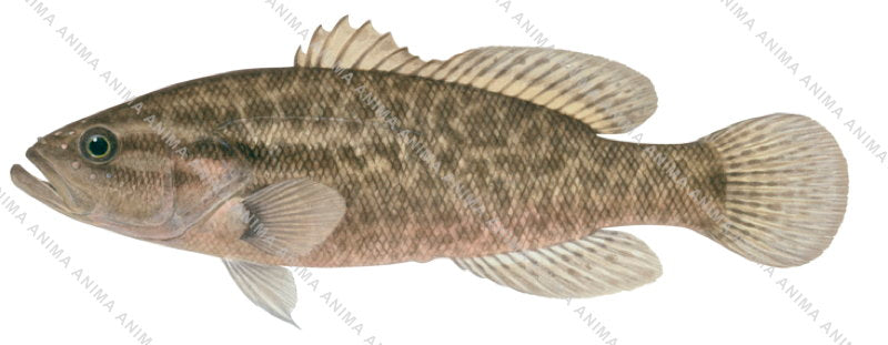 Nightfish-2,Bostockia porosa