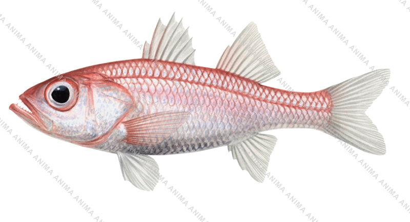 High Res digital image of the Glowbelly Seabass.