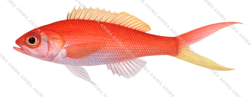 Accurate realistic illustration of the Typical Slopefish,Symphysanodon typus