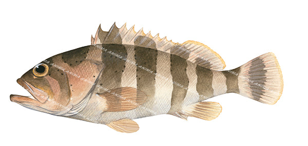Banded Rockcod