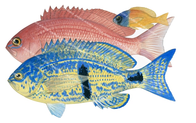 Barber Perch, Male, Female and Juvenile