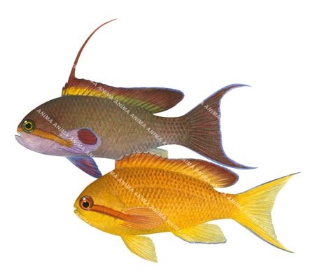 Orange Basslet - Male and Female