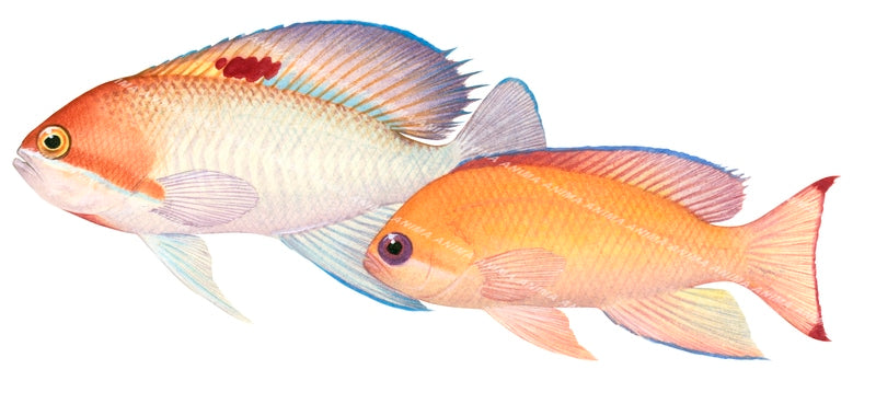 Pink Basslet, Male and Female
