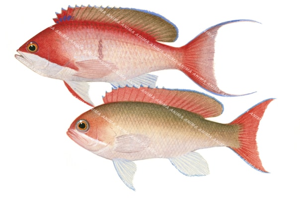 Red Basslet,Male and Female