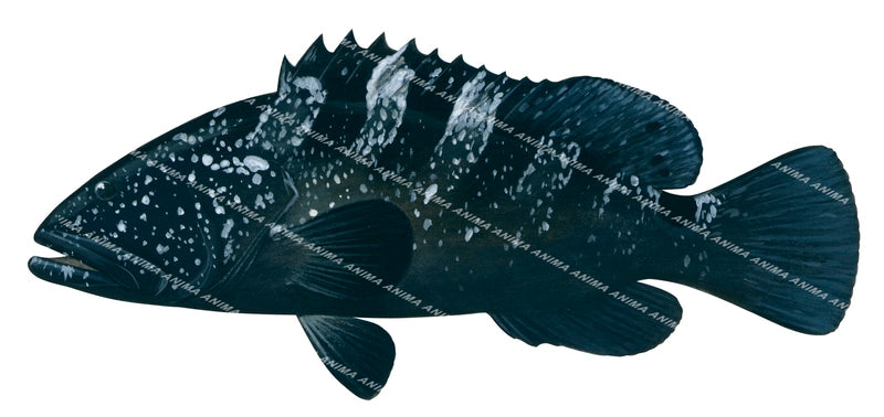 Black Rockcod
