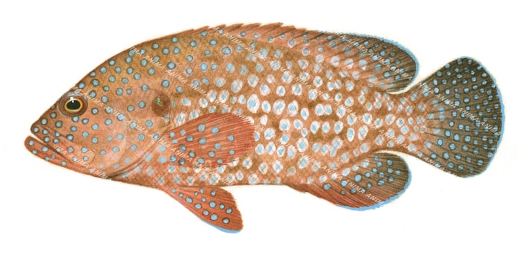 Bluespotted Rockcod