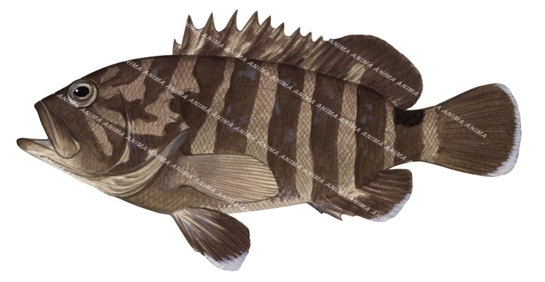 Convict Rockcod
