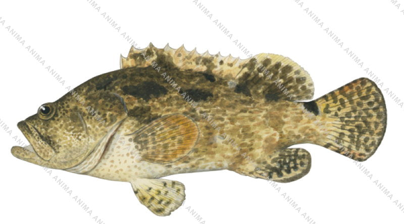 Flowery Rockcod