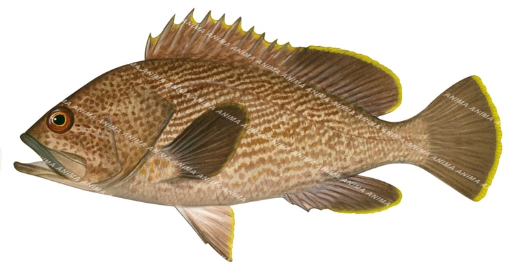 Maori Rockcod